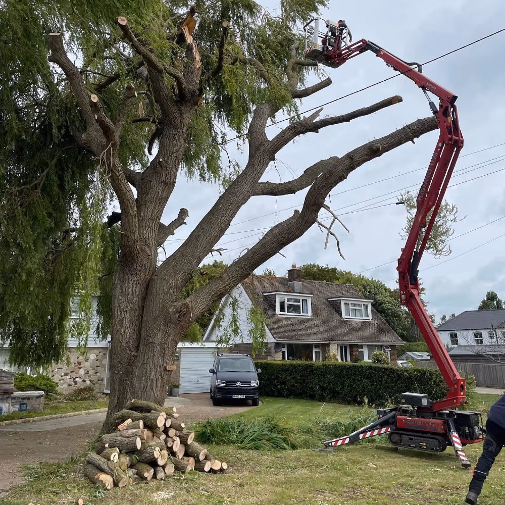 A tree surgeon pruning a large tree