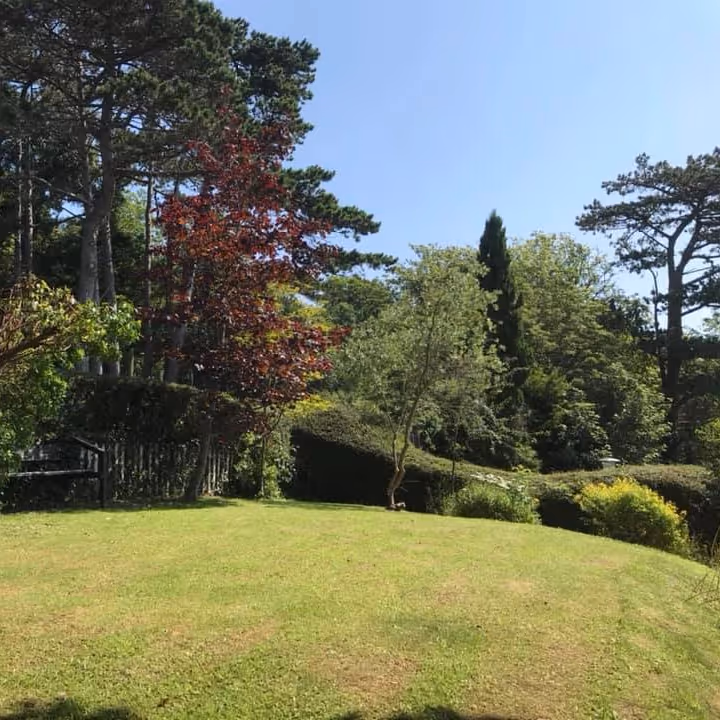 Mature trees in a large garden