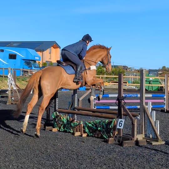 A horse and rider jumping poles