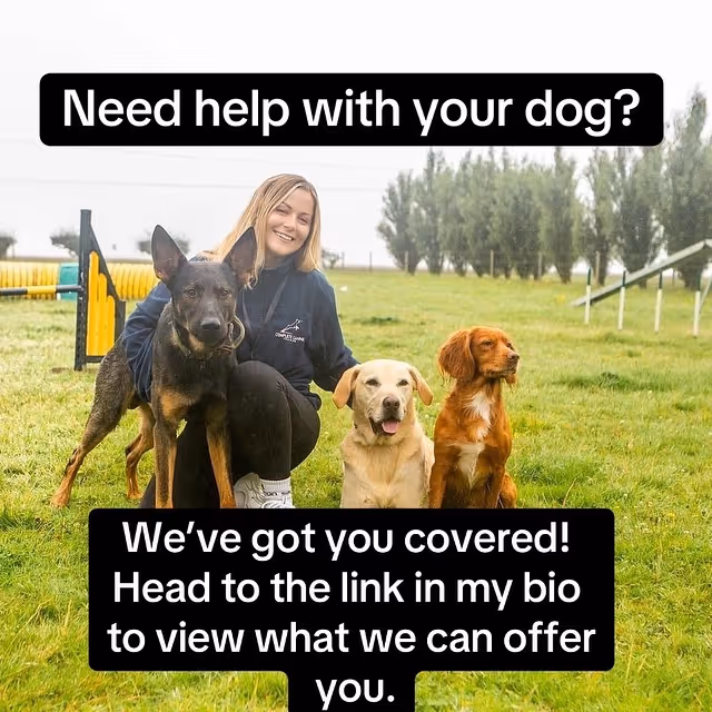 Dog training advert