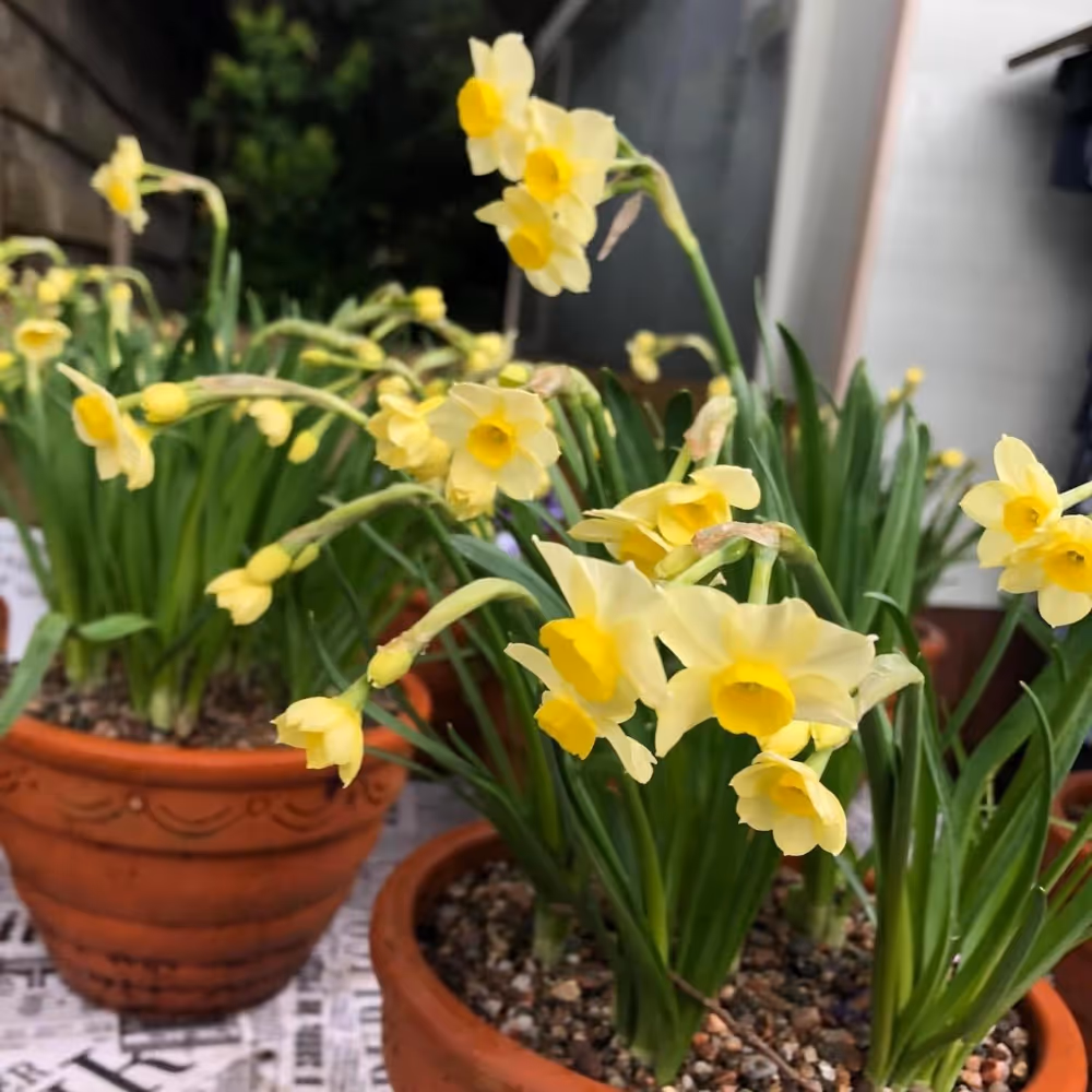 Small daffodils growing in terracotta pots