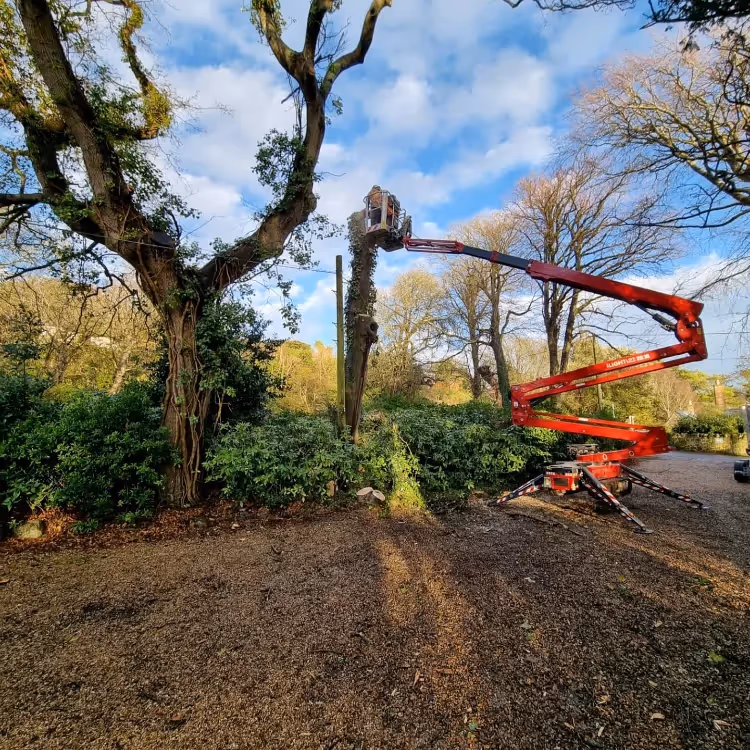 A tree surgeon on a cherry picker