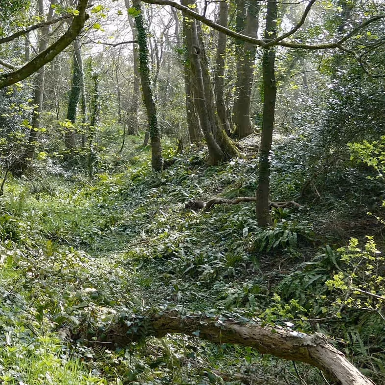Deciduous trees in a wood