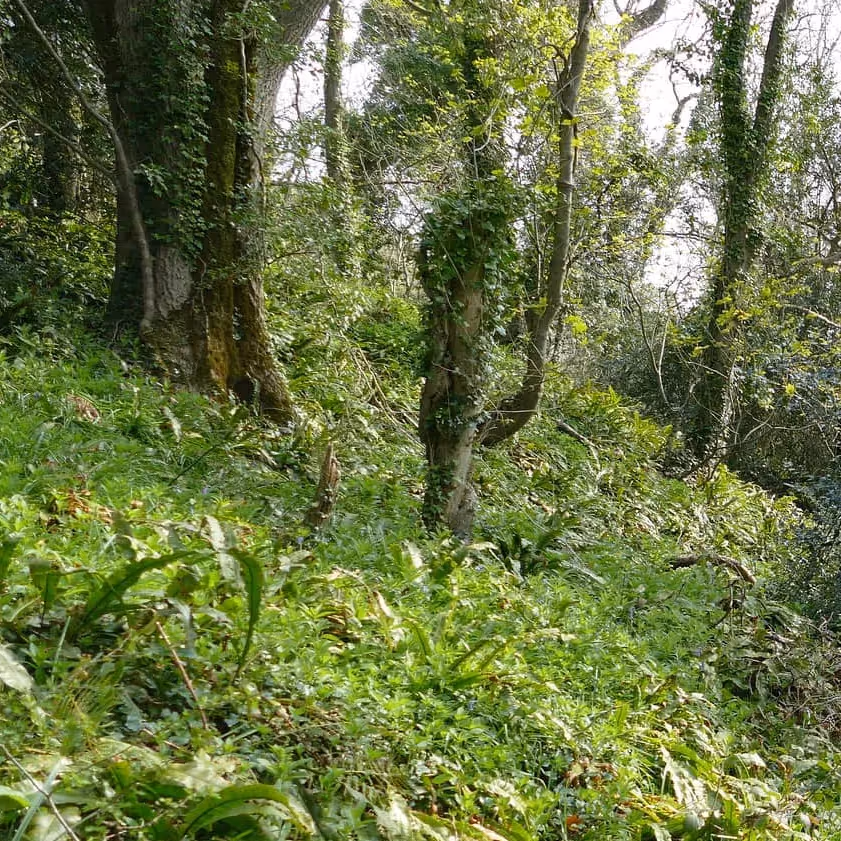 A verdant English woodland