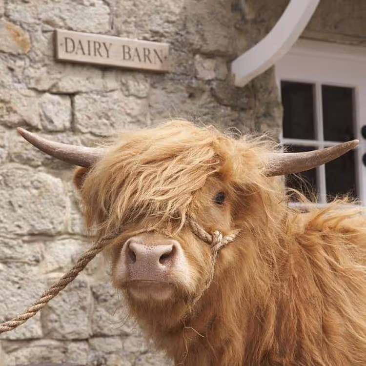 A dairy cow in front of a stone building