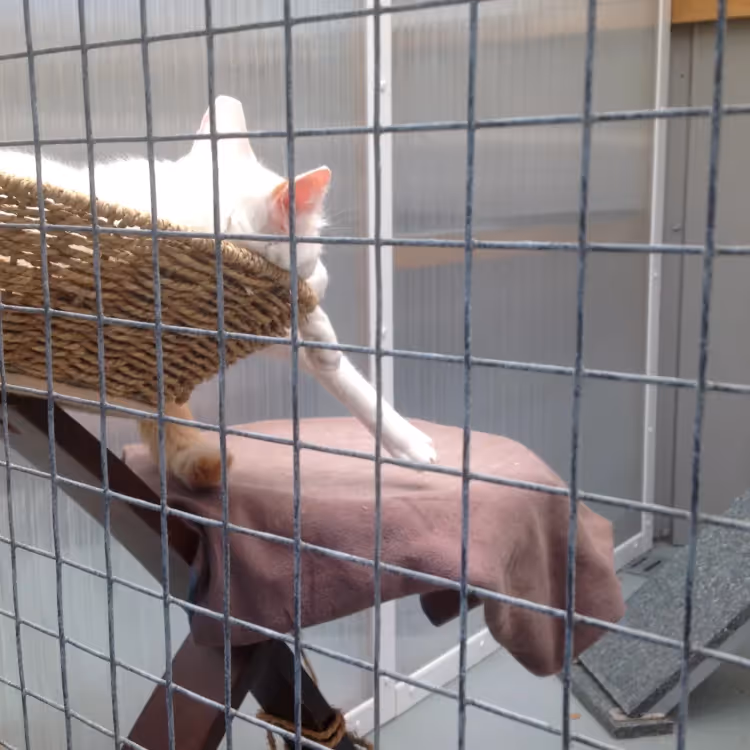 A cat asleep in a cattery