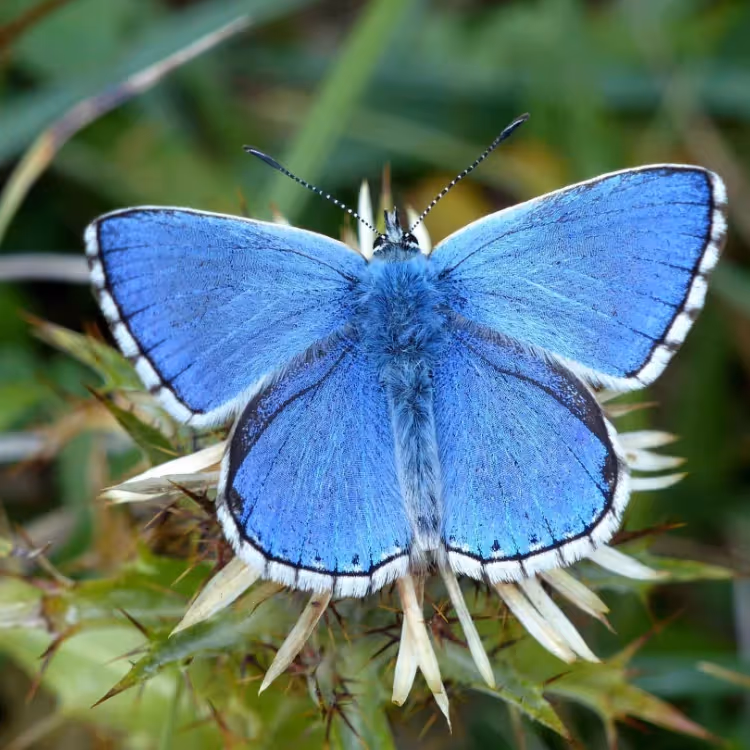 A blue butterfly