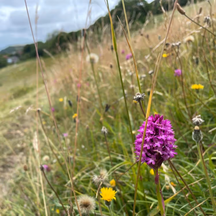 A pink orchid in open downland