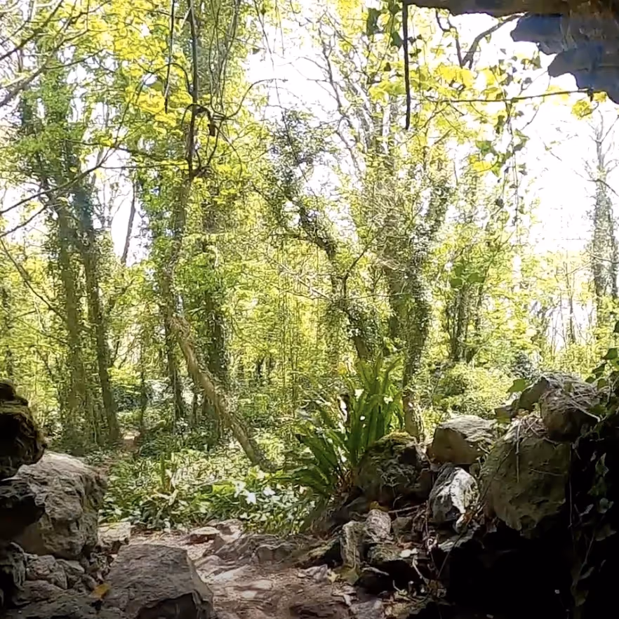 Looking out the mouth of a cave into woodland