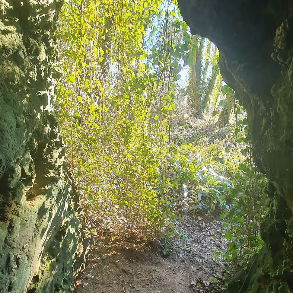 Looking out of a cave mouth into sunny woodland