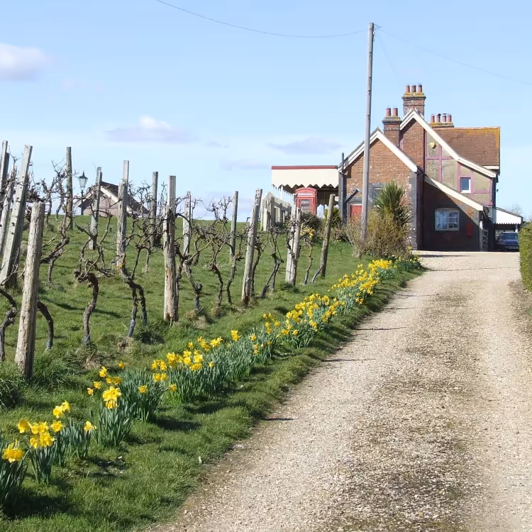 A small vineyard outside a disused railway station