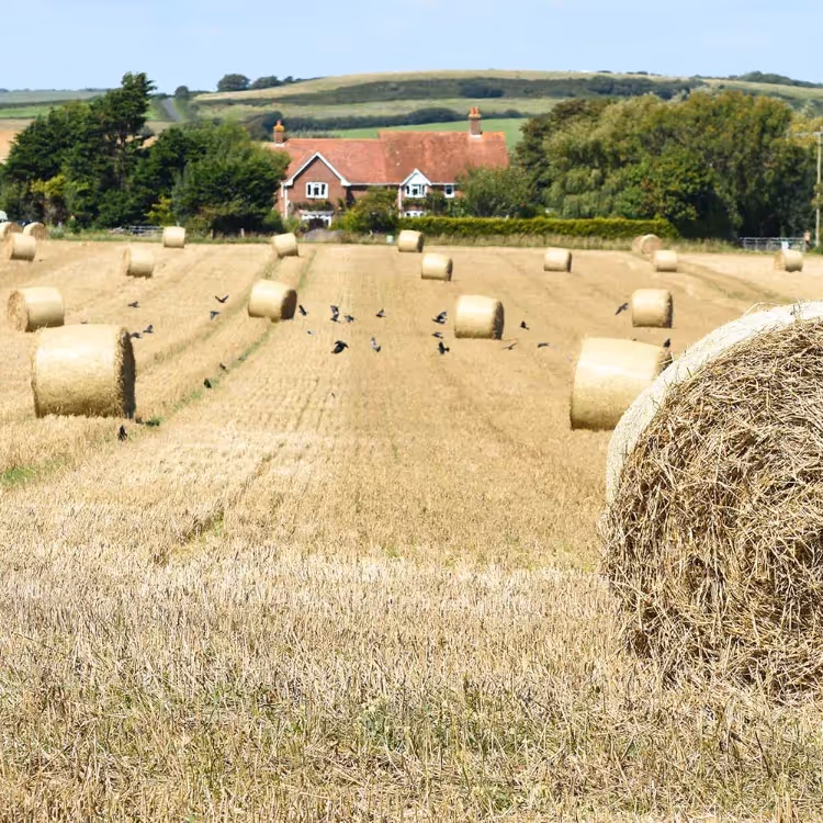 Looking across a hay field to a farmhouse beyond