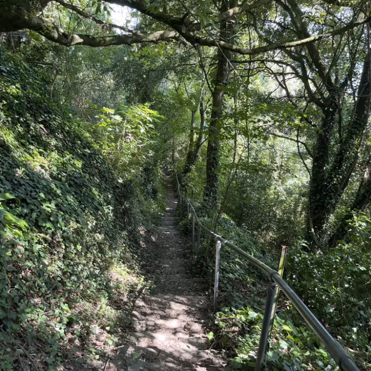 Steps through a wood