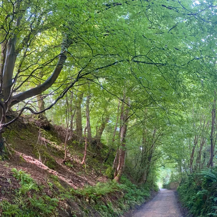Tree lined bank of a rural path
