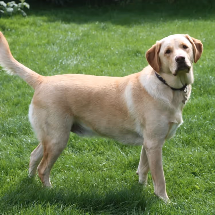 A blonde labrador dog