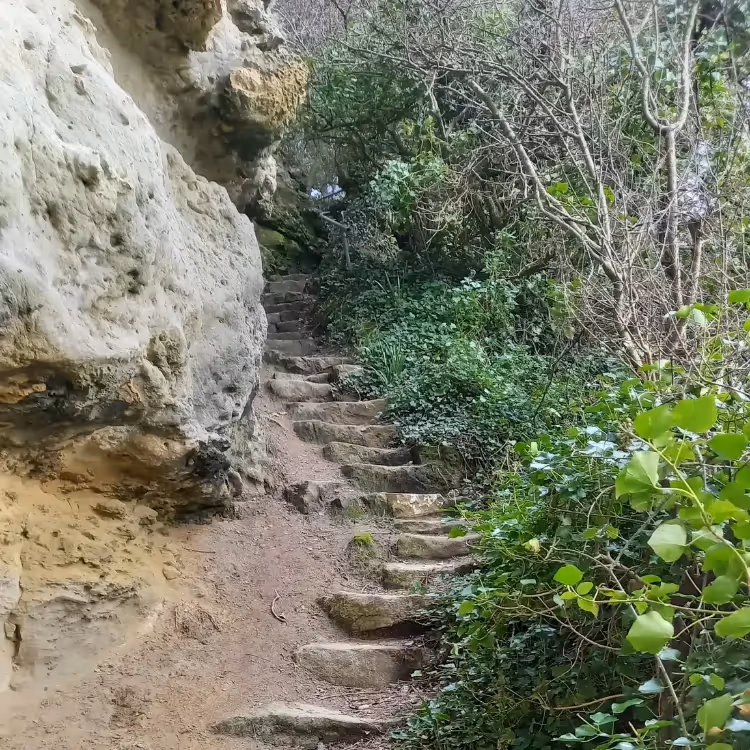 Stone steps leading up through woodland