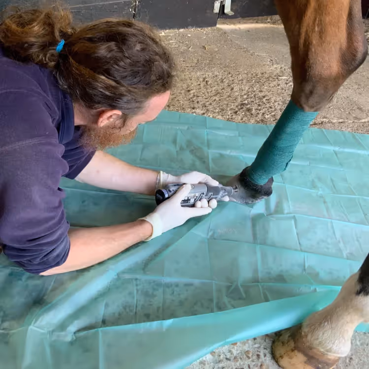 A vet working on a horse's hoof