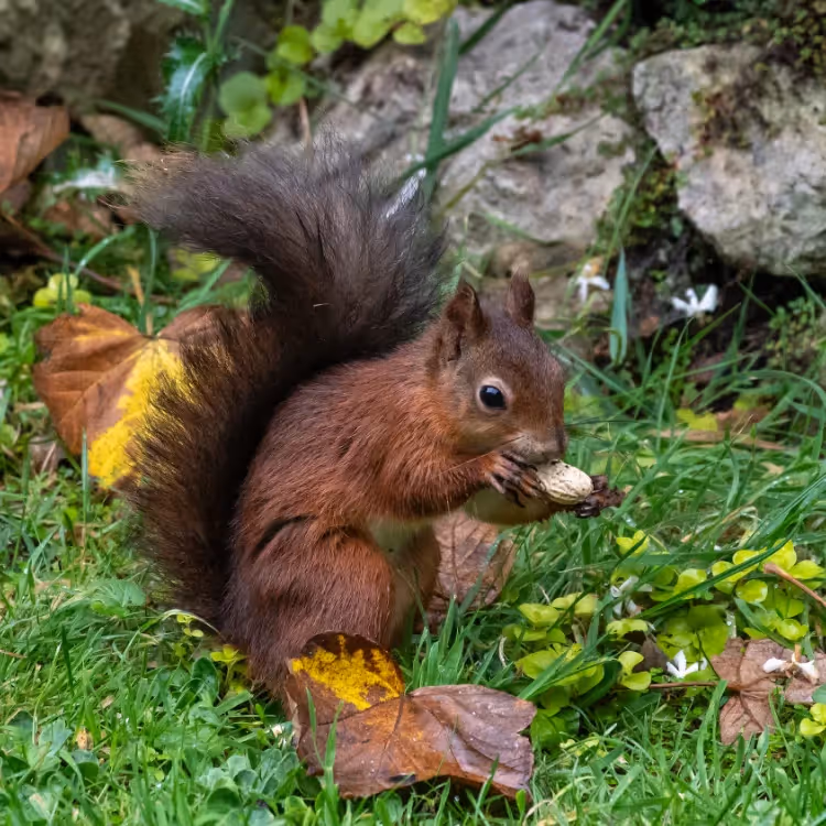 A red squirrel eating a nut