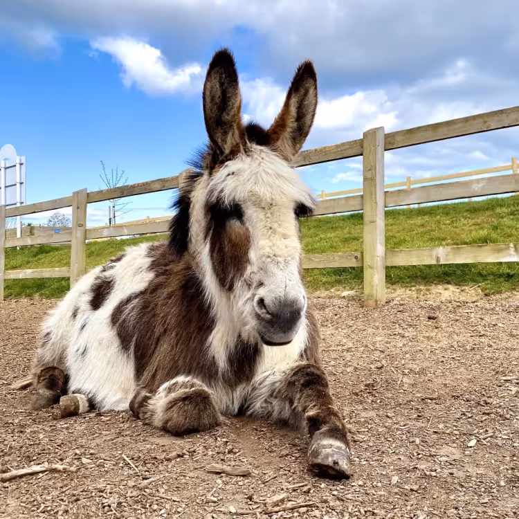 A donkey resting in a paddock