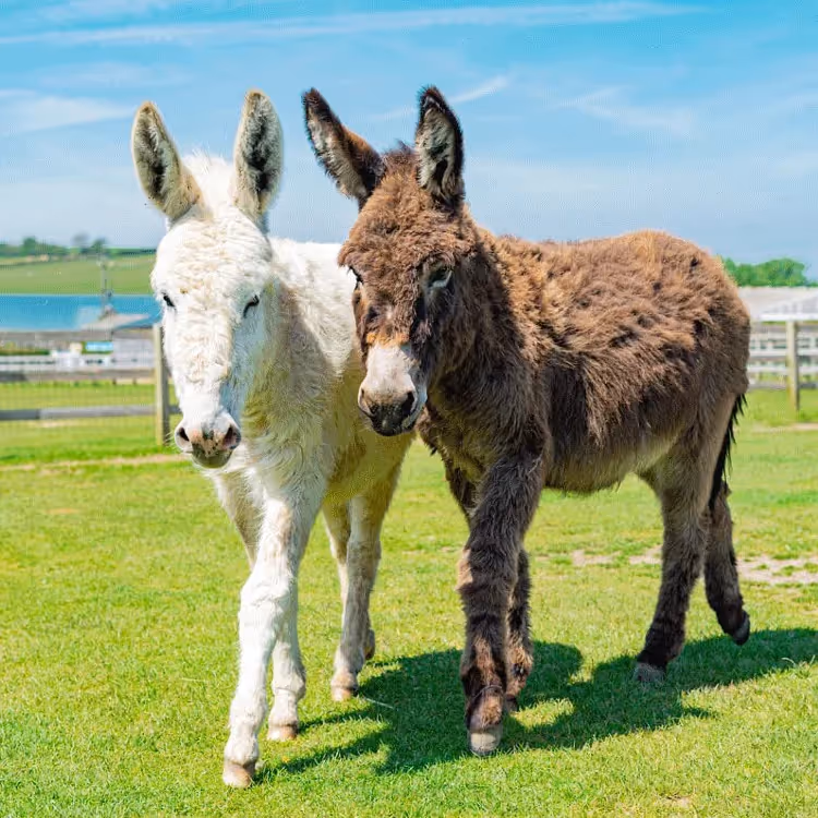 Two donkeys, one white, one brown