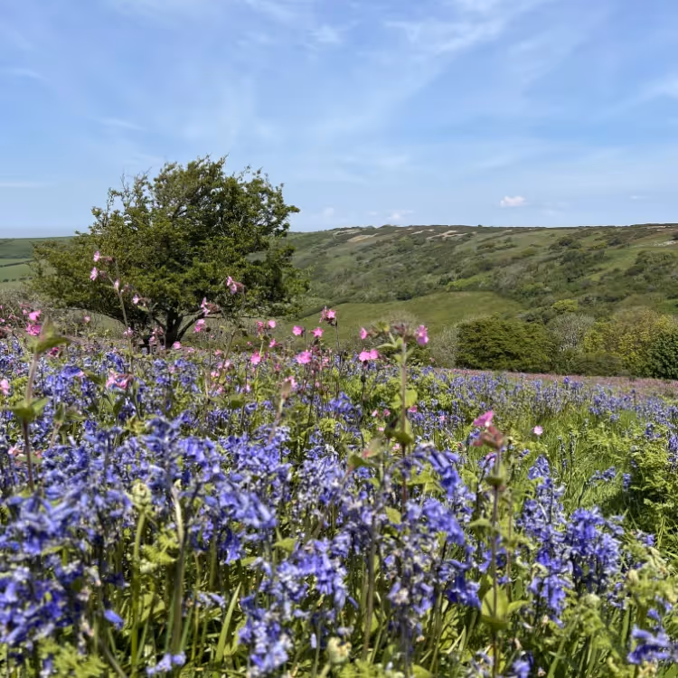 Carpets of bluebells on open downland
