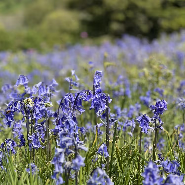 English bluebells in the sunshine