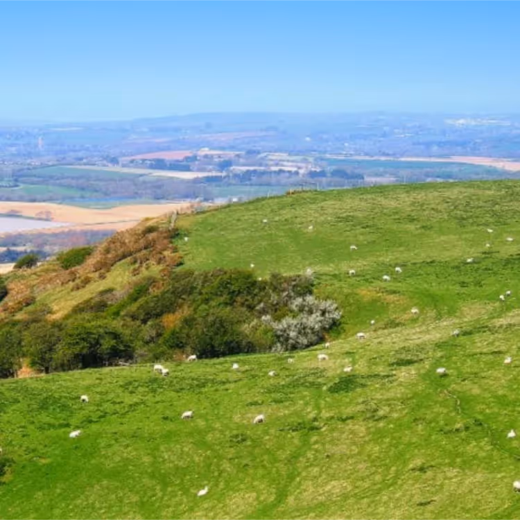 Sheep grazing on downland, with far reaching views beyond