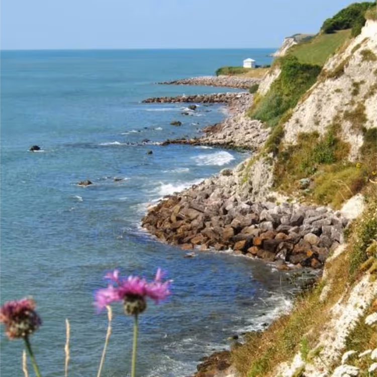 Looking through pink thrift to cliffs and a rocky shoreline below