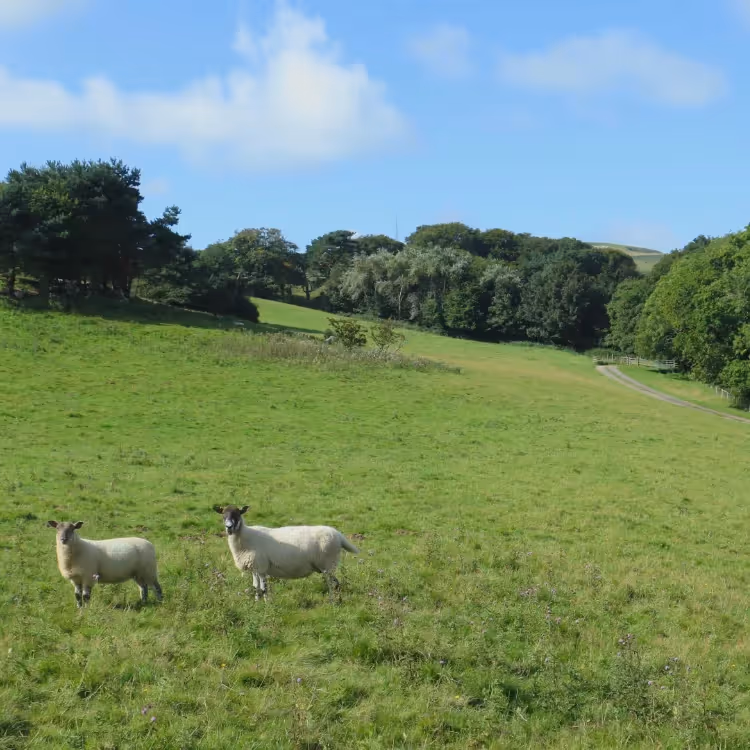 Sheep grazing on a sloping field