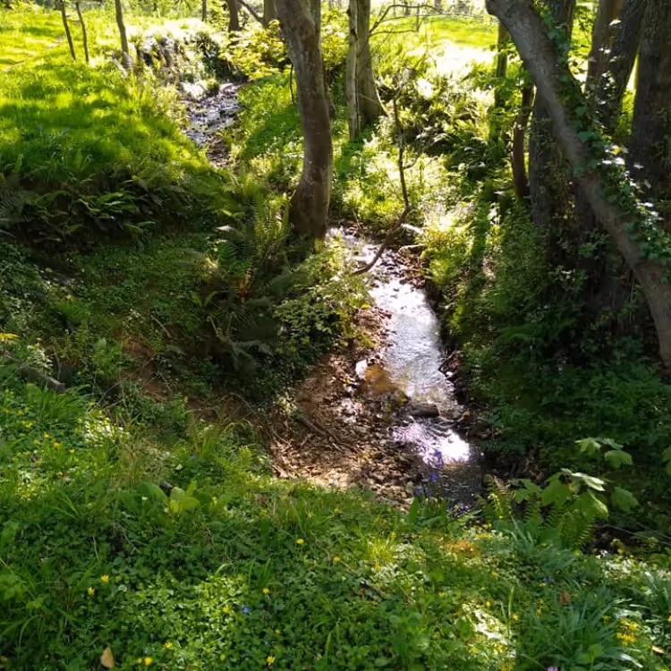 A stream in woodland
