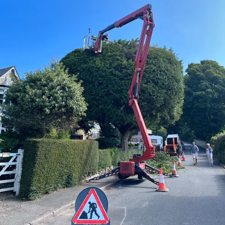 A man in a cherry picker pruning a tree