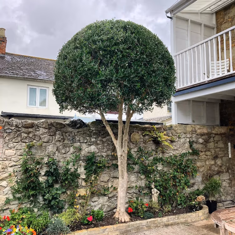 A neatly trimmed topiary tree