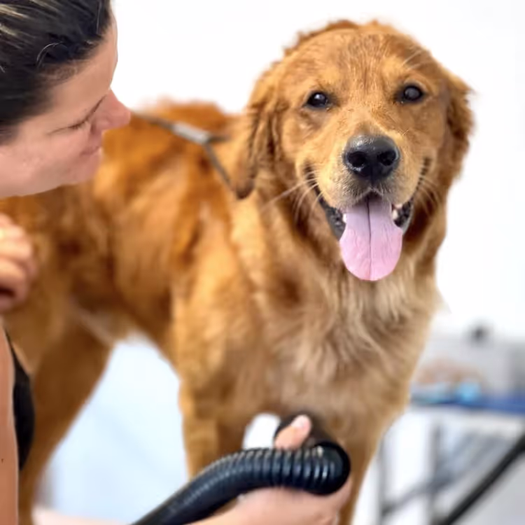 A dog being blow dried