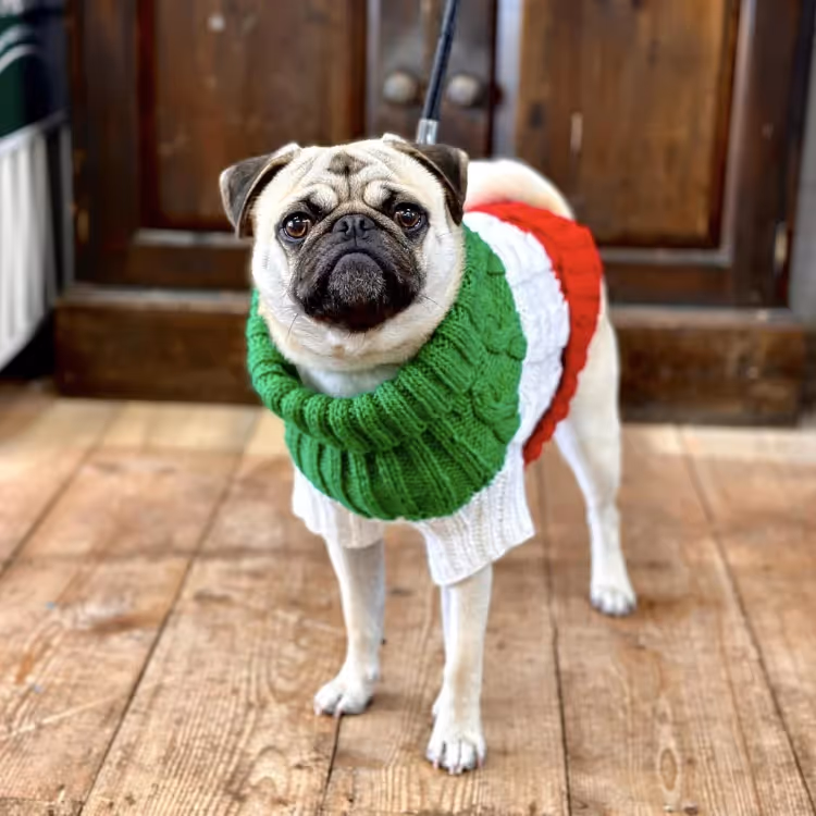 A pug dog in a red, white and green jumper