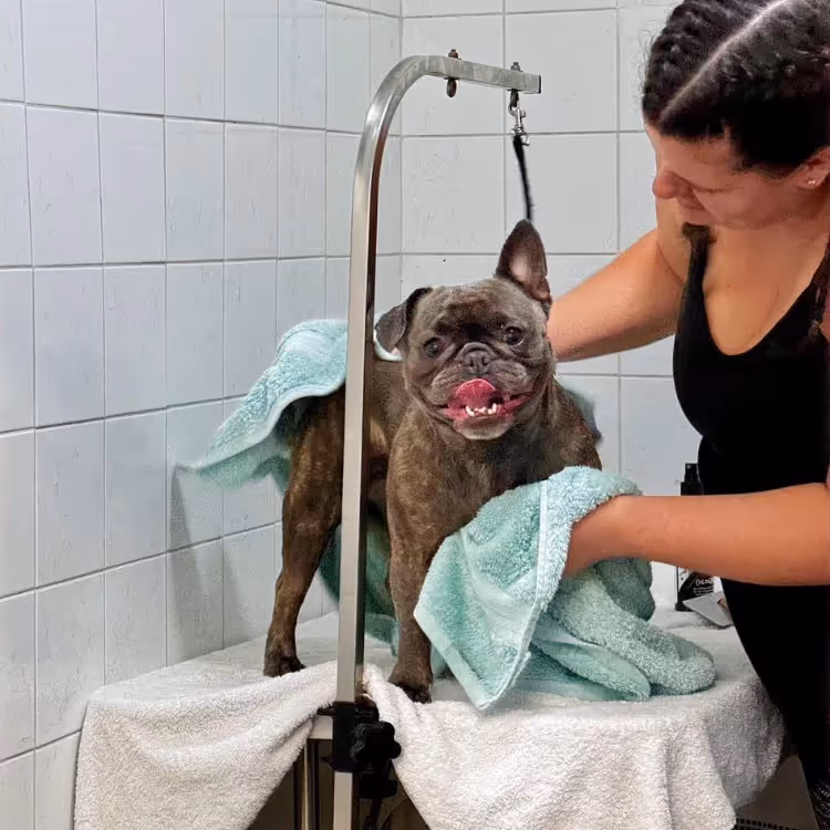 A dog being washed