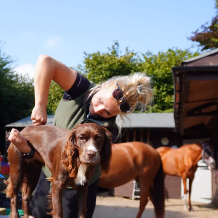 A canine chiropractor treating a dog