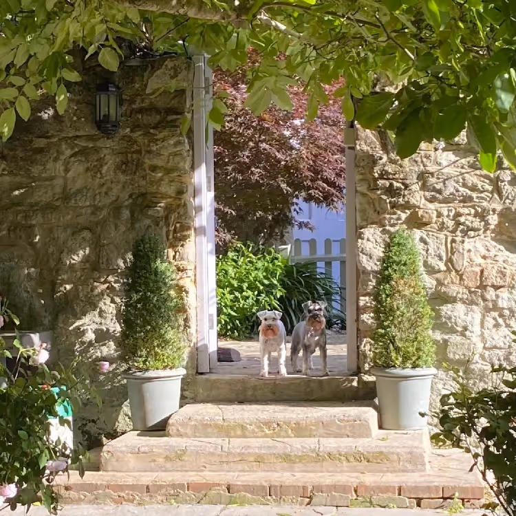 Two dogs on the steps to a garden