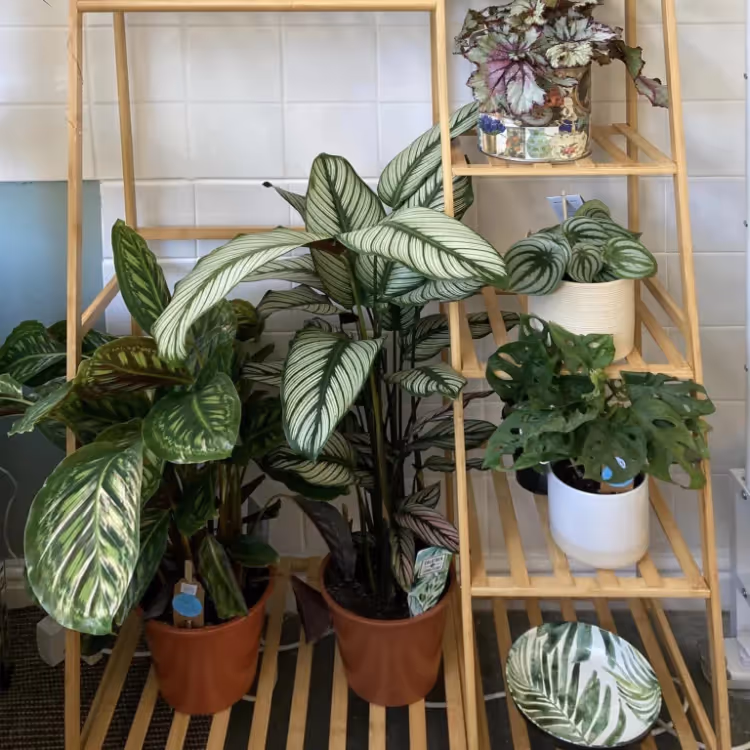 Various houseplants on a shelf unit