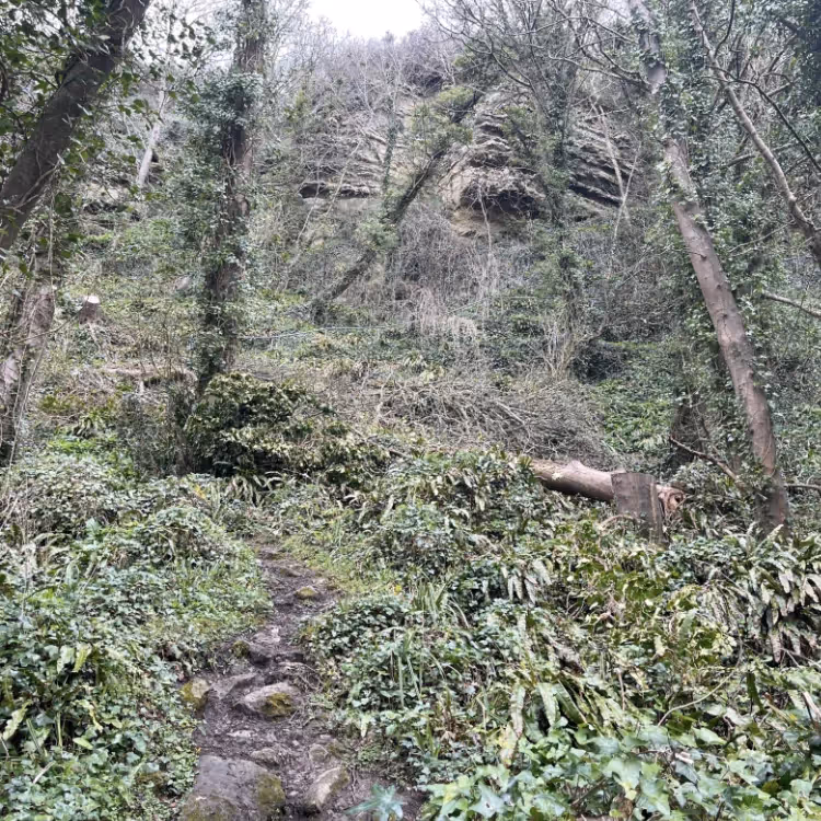 Looking through undergrowth and trees to a towering cliff