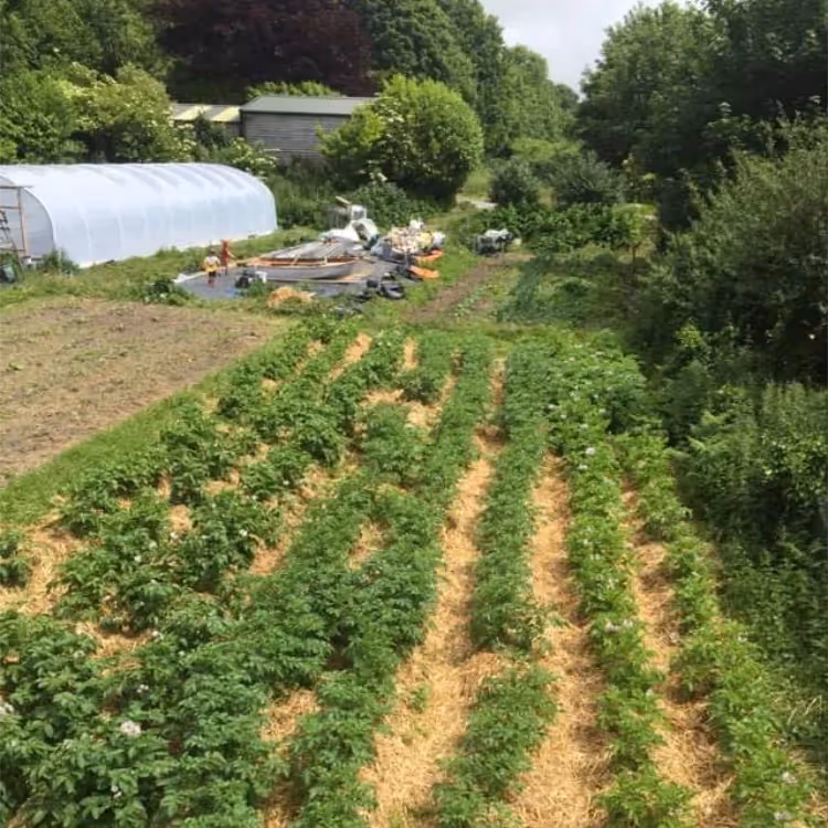 A small nursery growing crops