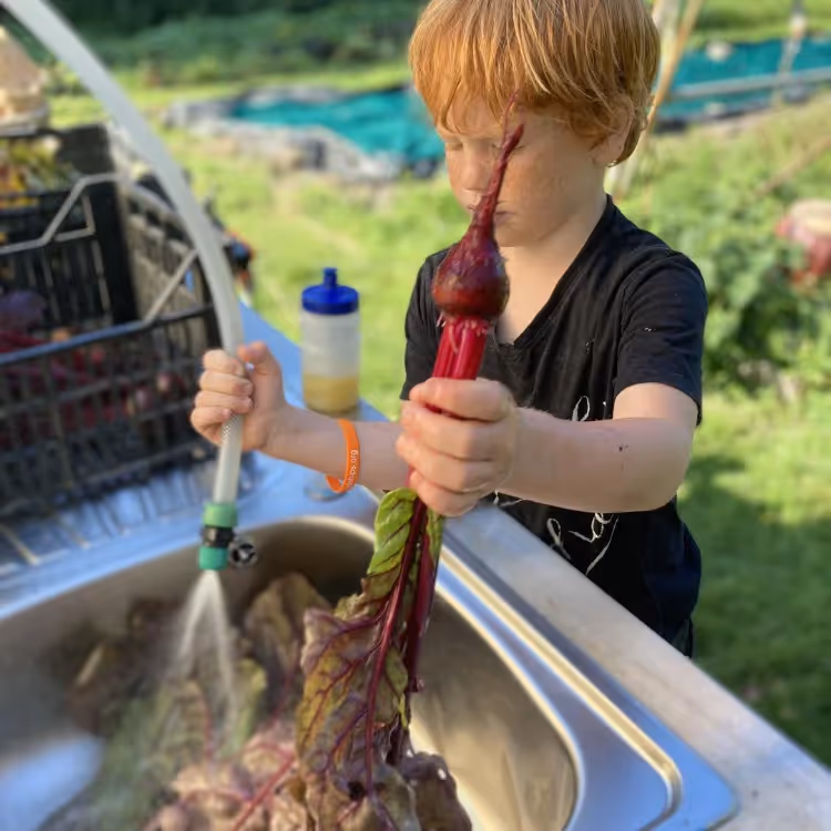 A boy washing chard leaves at an outdoor sink