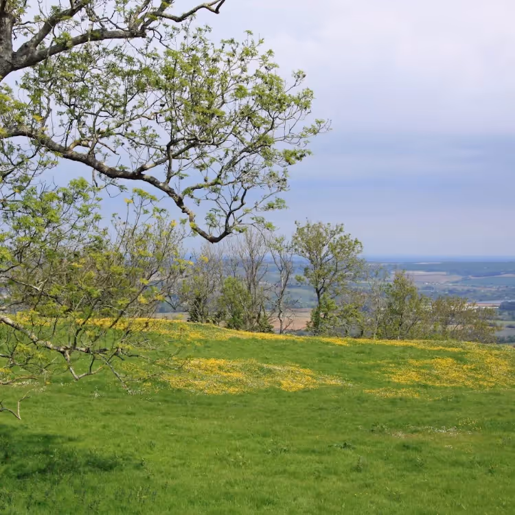 A view looking over downland in springtime