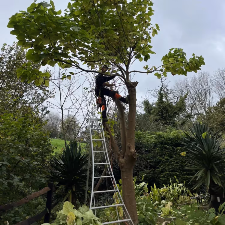 A man up a ladder pruning a tree