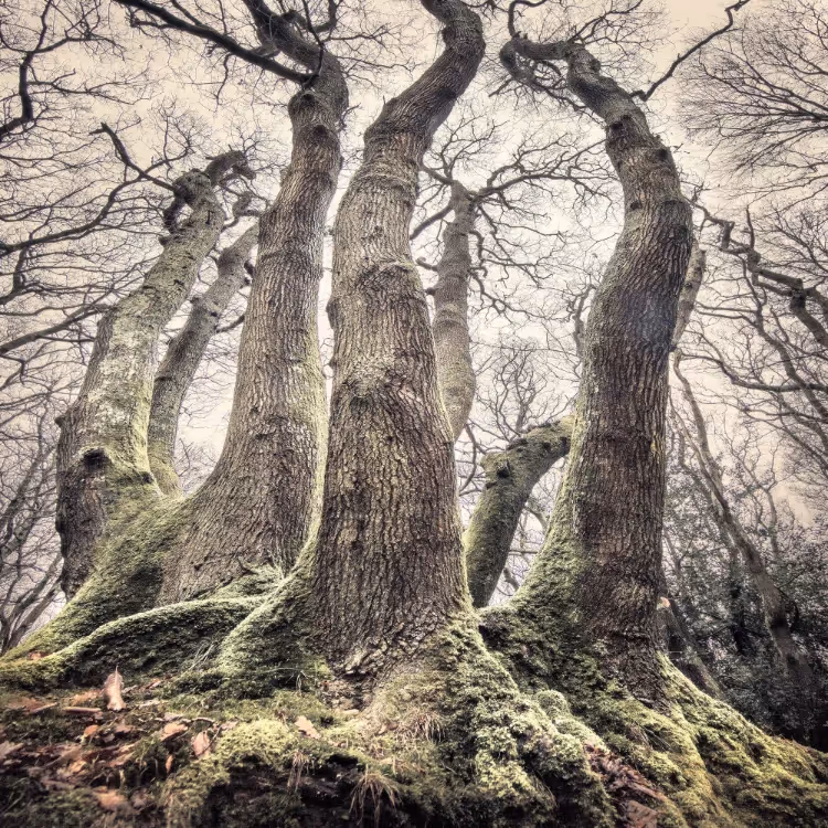 A photo of trees in a wood