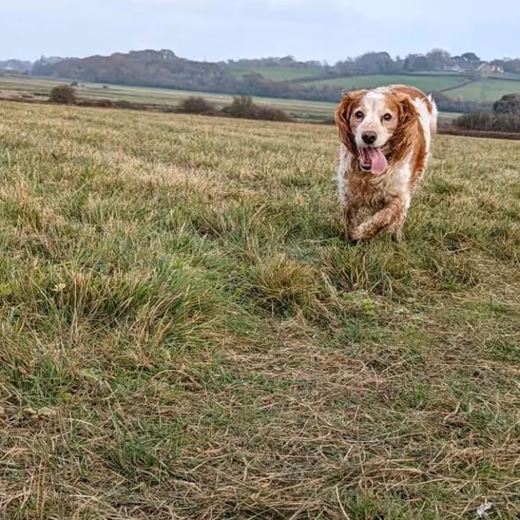 A dog running on grass towards the camera