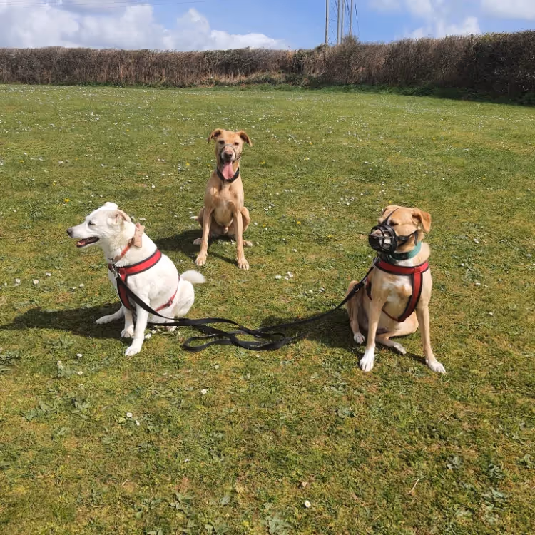 Three dogs sitting in a field