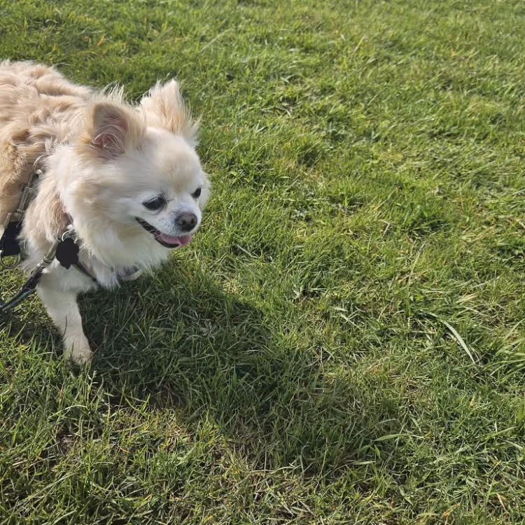 A small dog being walked on a lead