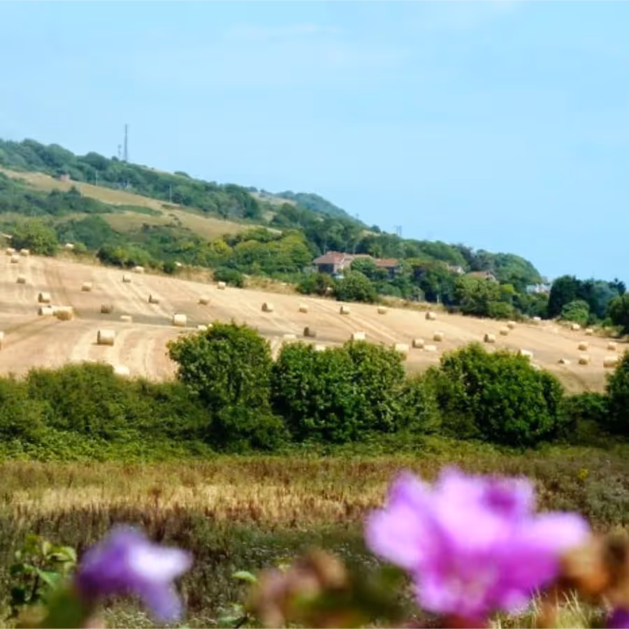 Bales of hay in a field