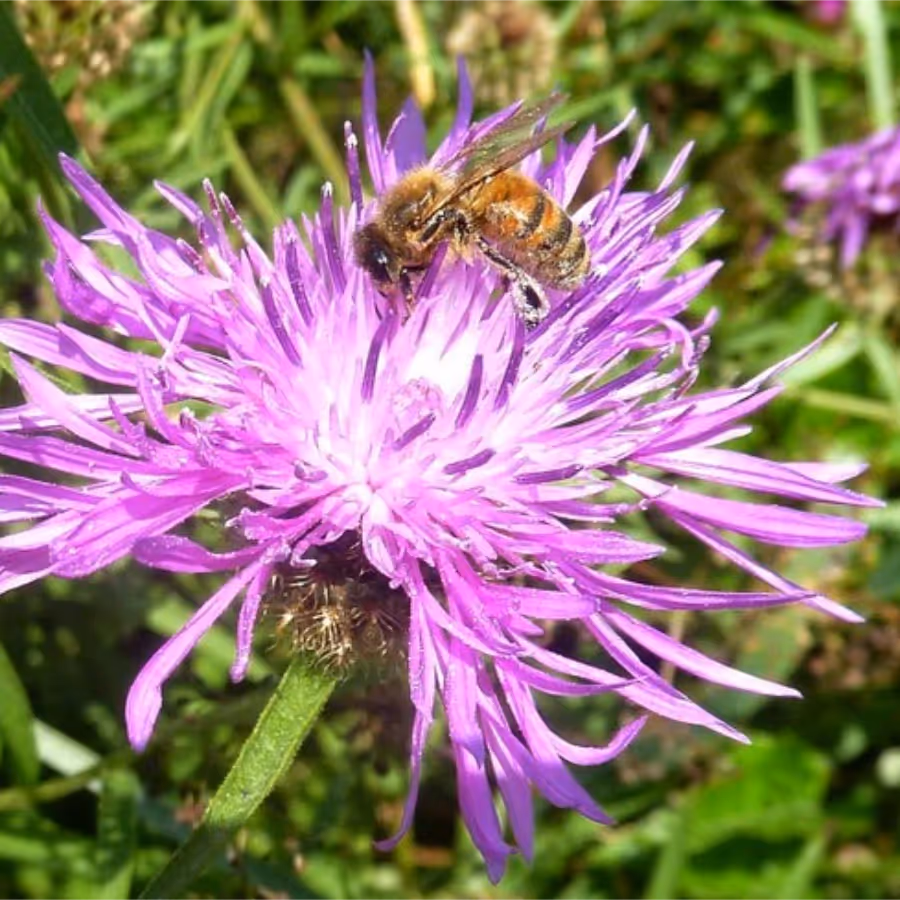 A honey bee collecting honey from a pink flower