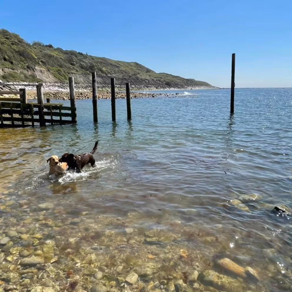 Two dogs playing in shallow waters of a pebble beach